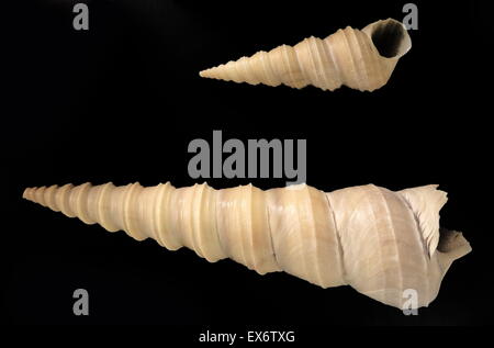 The screw shell: Gazameda gunnii is a species of sea snail, a marine ...