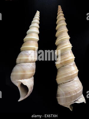 The screw shell: Gazameda gunnii is a species of sea snail, a marine ...
