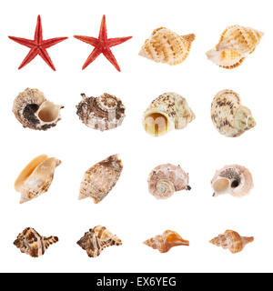 Set of multiple sea shells isolated Stock Photo