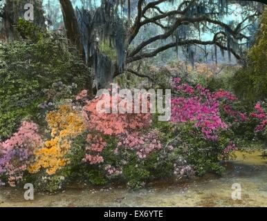 Azaleas blossom at the 'Magnolia Plantation,' 3550 Ashley River Road, Charleston, South Carolina. Stock Photo