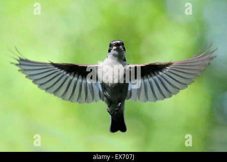 Male Pied Flycatcher (Ficedula hypoleuca) flying near the nest. Moscow region, Russia Stock Photo