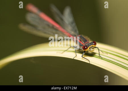 A newly emerged large male deep red damselfly Pyrrhosoma nymphula on variated water reed leaf with large compound eyes Stock Photo