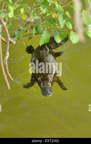 Platypus Ornithorhynchus anatinus Swimming in lake Stock Photo