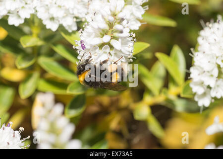 busy worker buff tailed bumblebee seeking nectar on white hebe flowers and collecting pollen grains Stock Photo