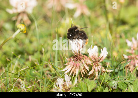 busy worker red tailed bumblebee seeking nectar on white clover flowers and collecting pollen grains top of flower Stock Photo