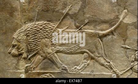 Relief depicting The royal lion hunt. Assyrian, about 645-635 BC From Nineveh, North Palace. The king, with his high distinctive hat, races round the arena in his chariot, shooting arrows at a succession of lions; one arrow, in mid-air, follows a wounded Stock Photo