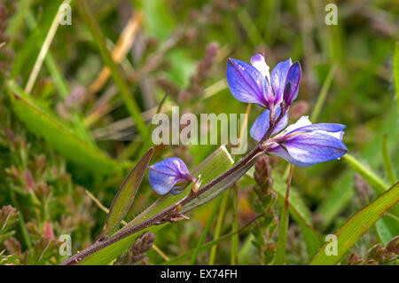 Common Milkwort. A small low growing plant of dry heaths and downs Stock Photo