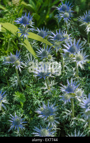 Eryngium bourgatii, Eryngo, Sea Holly. Stock Photo