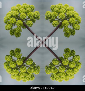 Angelica herb flowers in the summer, Iceland. Angelica is used extensively in herbal medicine. Stock Photo