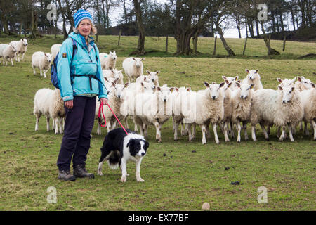 A woman walking on the Offa's dyke footpath with a Border Collie dog through a field of sheep near Newchurch, Wales. Stock Photo