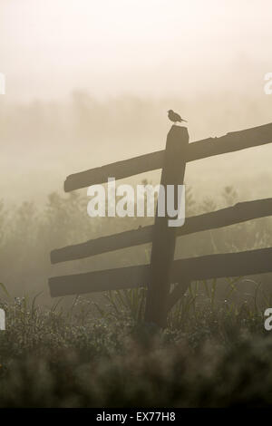 Bird on a fence on a misty morning. Stock Photo