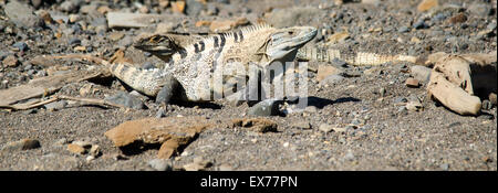 Black Iguana Lizard (Ctenosaura similis), Costa Rica Stock Photo