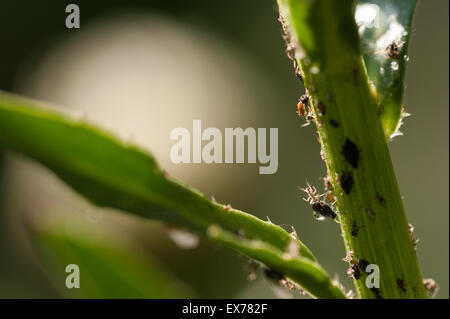 Black aphids sucking sap from plants, pest  Hemiptera on ox eye daisy stem being farmed cultivated by ants for sweet honey dew Stock Photo
