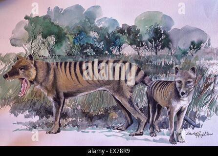 Thylacine (Tasmanian Tiger) Thylacinus cynocephalus Painting by David Hopkins Stock Photo