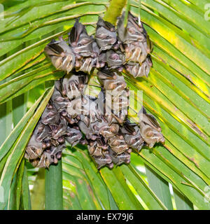 Tent Making Bats (Uroderma bilobatum), Costa Rica Stock Photo