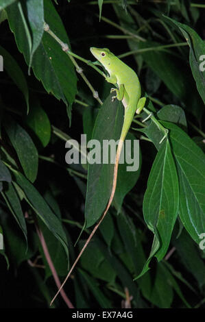 Neotropical Green Anole (Anolis biporcatus), Costa Rica Stock Photo