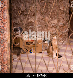 A family of Cats on the streets of Marrakech Stock Photo