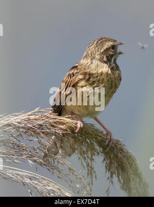 Juvenile  reed bunting (Emberiza schoeniclus) in a reed plume, trying to catch insects Stock Photo