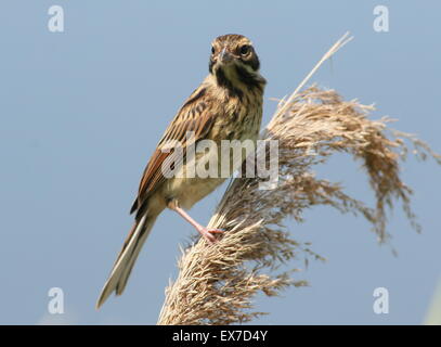 Juvenile  reed bunting (Emberiza schoeniclus) in a reed plume Stock Photo