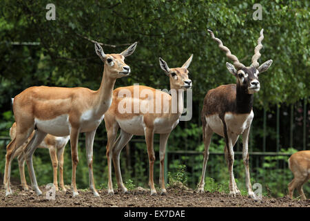 Indian blackbuck (Antilope cervicapra) at Usti nad Labem Zoo in North Bohemia, Czech Republic. Stock Photo