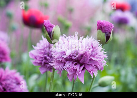 Papaver somniferum. Purple poppies in an English garden. Stock Photo
