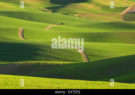 Road running through rolling hills of green wheat fields in the Palouse region of the Inland Empire of Washington Stock Photo