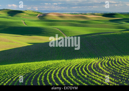 Rolling hills of green wheat fields in the Palouse region of the Inland Empire of Washington Stock Photo