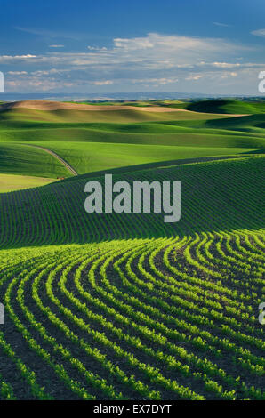 Rolling hills of green wheat fields in the Palouse region of the Inland Empire of Washington Stock Photo