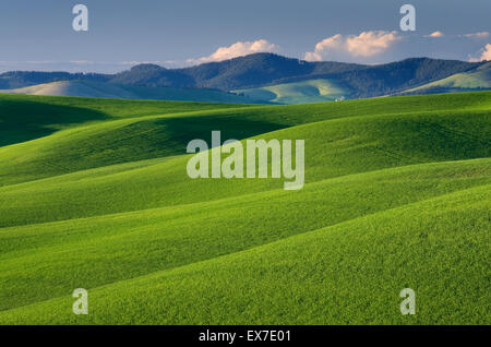 Rolling hills of green wheat fields in the Palouse region of the Inland Empire of Washington Stock Photo