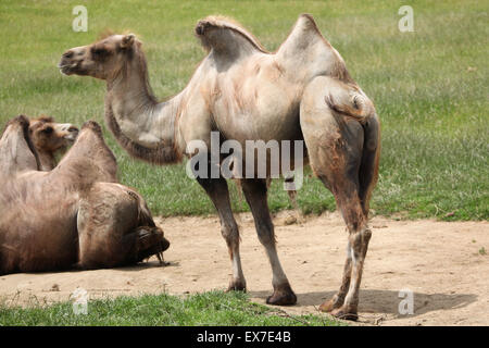 Bactrian camel (Camelus bactrianus) at Usti nad Labem Zoo in North Bohemia, Czech Republic. Stock Photo