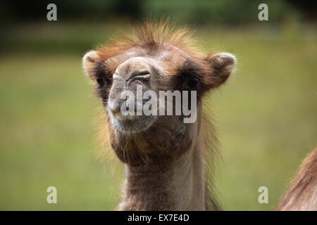 Bactrian camel (Camelus bactrianus) at Usti nad Labem Zoo in North Bohemia, Czech Republic. Stock Photo