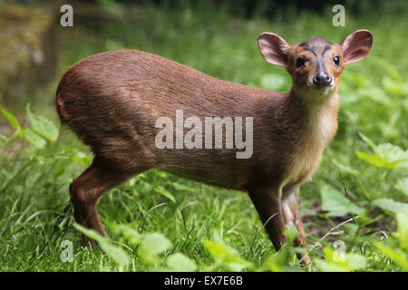 Chinese muntjac (Muntiacus reevesi), also known as the Reeves's muntjac at Usti nad Labem Zoo in North Bohemia, Czech Republic. Stock Photo