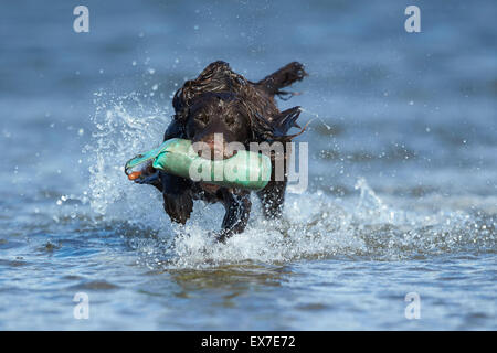 Working spaniel retrieving test dummy in water during summer heatwave Stock Photo