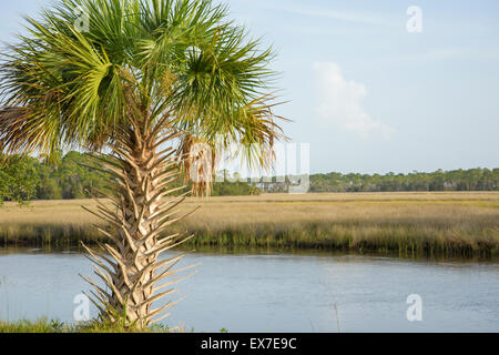 Salt marsh lining Fish Creek, Big Bend Seagrasses Aquatic Preserve, Florida Stock Photo