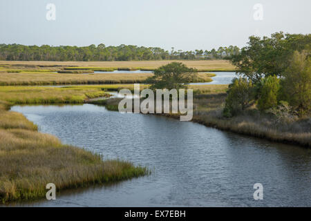 Salt marsh lining Fish Creek, Big Bend Seagrasses Aquatic Preserve, Florida Stock Photo