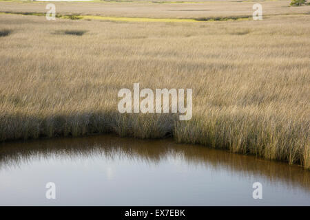 Salt marsh lining Fish Creek, Big Bend Seagrasses Aquatic Preserve, Florida Stock Photo