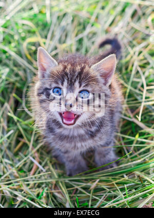 Mewing gray striped kitten. Striped not purebred kitten. Kitten on a green grass. Small predator. Small cat. Stock Photo