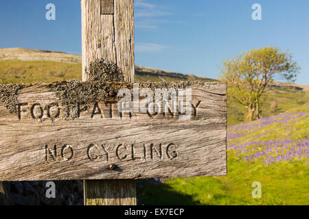 Bluebells above Austwick in the Yorkshire Dales, UK. Stock Photo