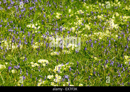 Bluebells and Primroses above Austwick in the Yorkshire Dales, UK. Stock Photo