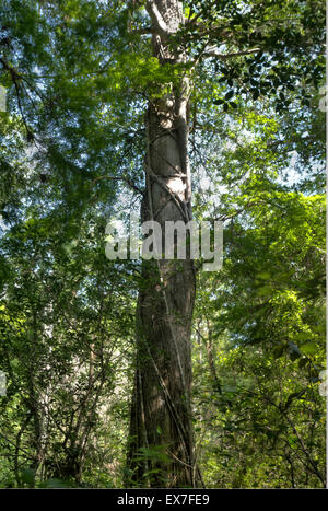A strangler fig (Ficus aurea) climbing a bald cypress (Taxodium distichum) tree in Corkscrew Swamp Sanctuary Stock Photo