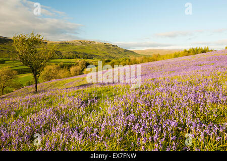 Bluebells above Austwick in the Yorkshire Dales, UK. Stock Photo