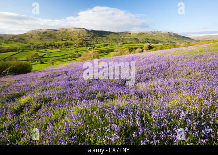 Bluebells above Austwick in the Yorkshire Dales, UK. Stock Photo