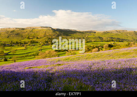 Bluebells above Austwick in the Yorkshire Dales, UK. Stock Photo