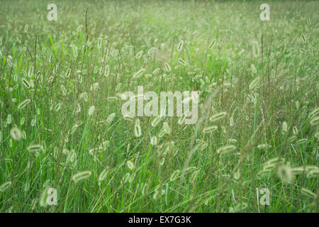 Green Grass Field Stock Photo