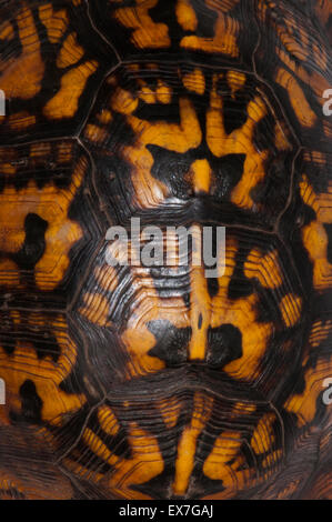 eastern box turtle shell pattern Stock Photo - Alamy