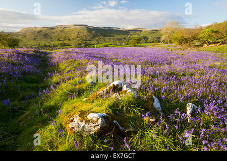 Bluebells above Austwick in the Yorkshire Dales, UK. Stock Photo