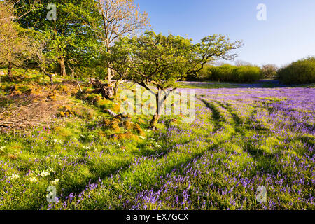 Bluebells above Austwick in the Yorkshire Dales, UK. Stock Photo