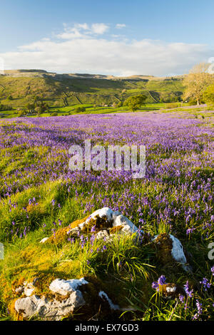 Bluebells above Austwick in the Yorkshire Dales, UK. Stock Photo