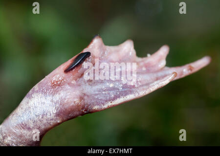 Eastern spadefoot toad, Scaphiopus holbrookii. Stock Photo