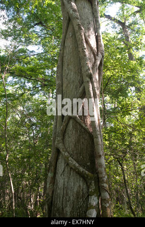 A strangler fig (Ficus aurea) climbing a bald cypress (Taxodium distichum) tree in Corkscrew Swamp Sanctuary Stock Photo